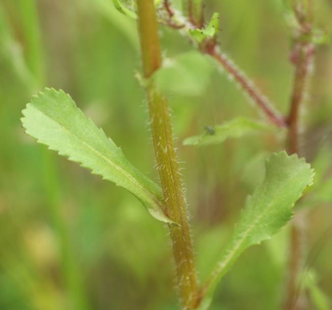 Coleostephus myconis? S